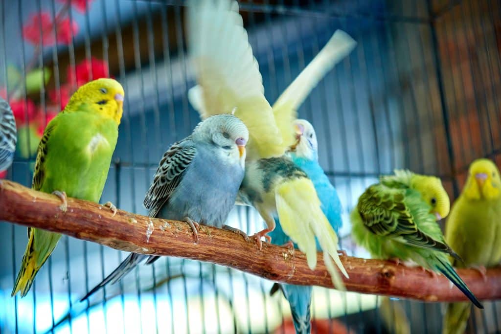 Assurance pour animaux exotiques