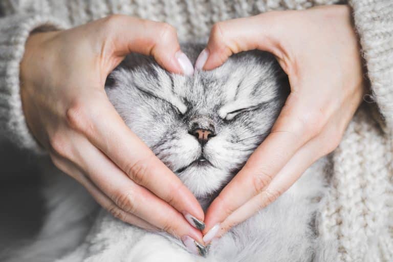 Les nouvelles tendances de l'assurance pour animaux de compagnie