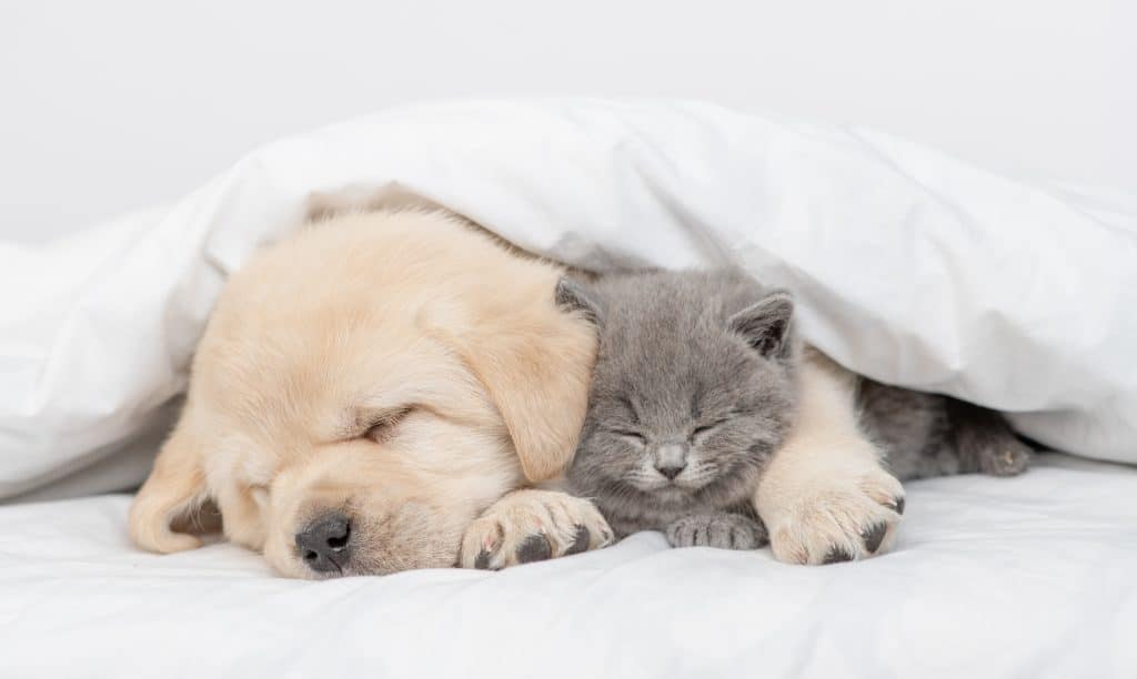 Assurances pour animaux de compagnie