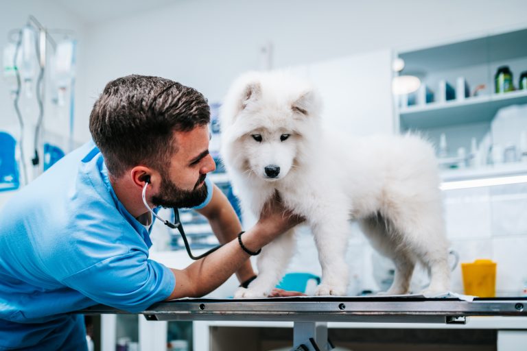 Assurance animale et maladies héréditaires
