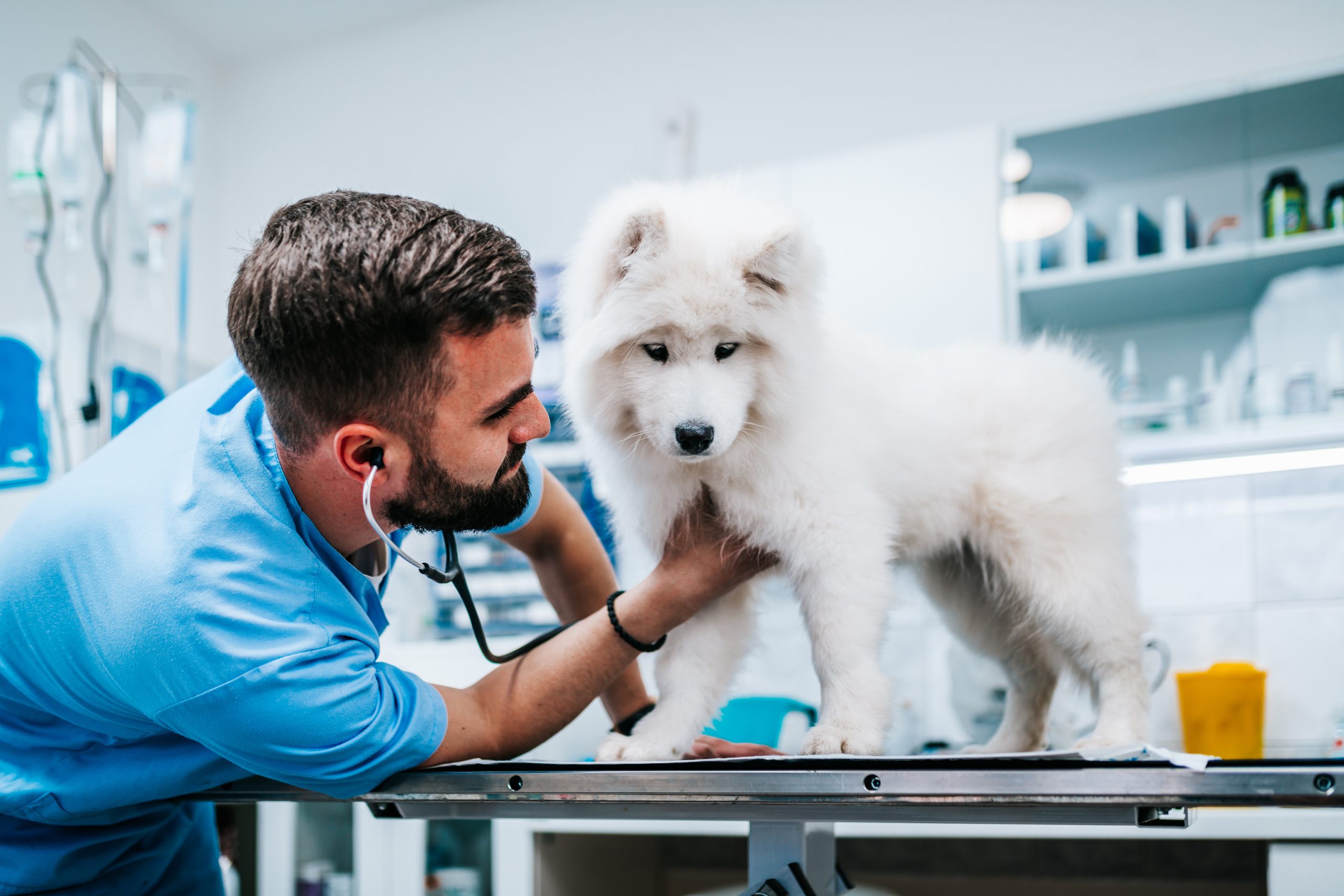 Assurance animale et maladies héréditaires