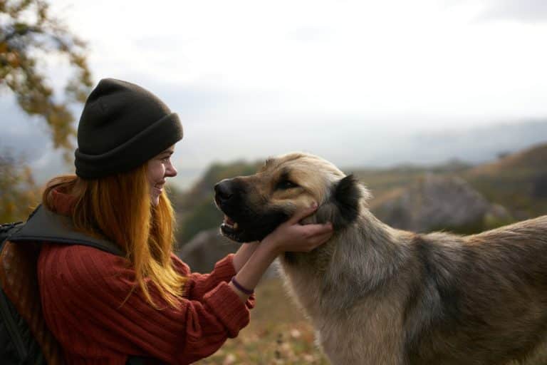 une réclamation d'assurance animaux de compagnie