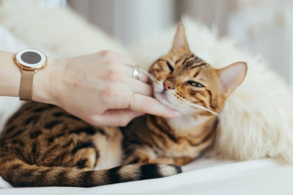 un chat avec son maître